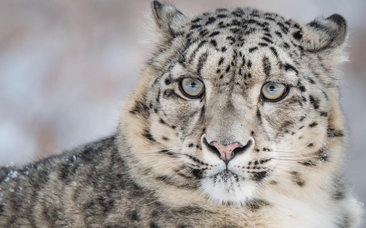 nouveau-souffle-pour-le-l-opard-des-neiges-wwf-france